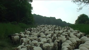 Op pad met de boswachter van Staatsbosbeheer in Slenaken/ Zuid-Limburg door Frans van Loo
