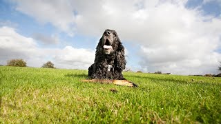 The Adorable Charm of Cocker Spaniel Puppies