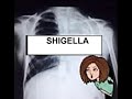 Shigella