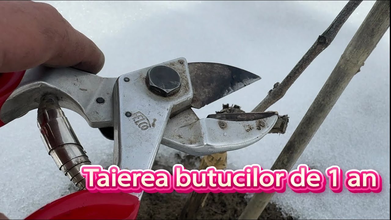 Taierea butucilor de 1 an