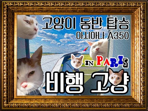 갑작스럽운 비행✈️ 고양🐱.  슈퍼 T들의 무계획 파리🇫🇷여행. 고양이 동반 프랑스여행🇫🇷. 아시아나 A350 반려동물 지정좌석. 체크인. 인천공항 면세점 구경.