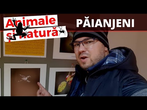 Video: Descriere, fotografie, stil de viață al păianjenului pustnic