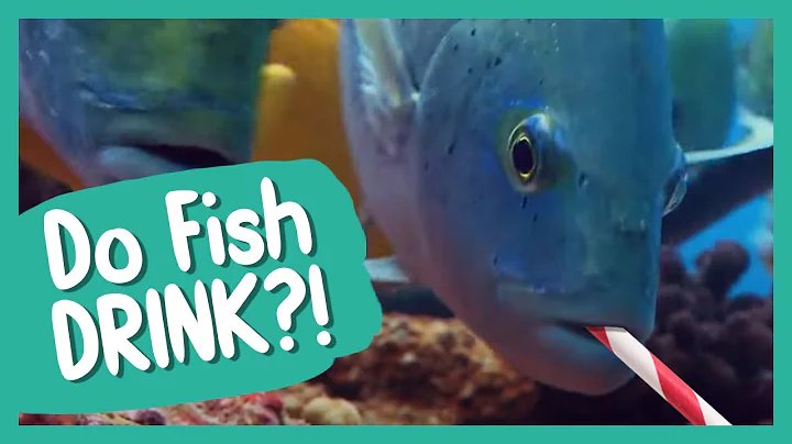Do Fish Drink? | BBC Earth Kids