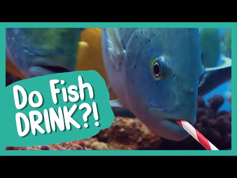 Do Fish Drink? | BBC Earth Kids