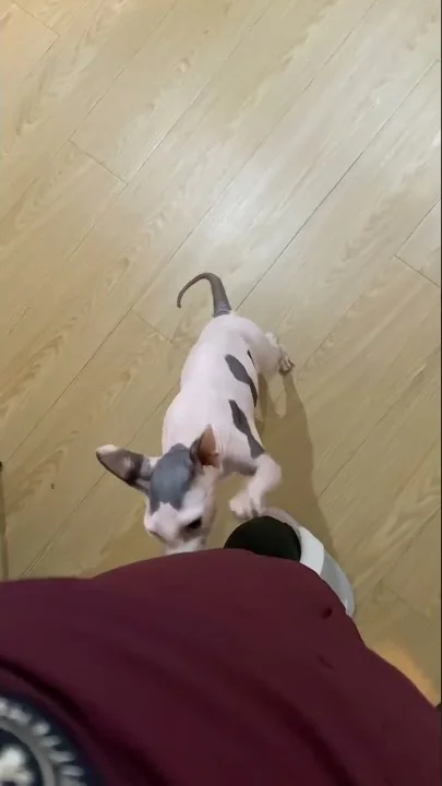 Watch the video about My cat loves my coat🧥 #meow #sphynx