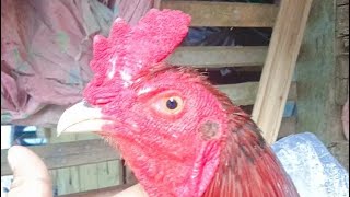 kelebihan dan kekurangan ayam pama x ninja 🔥