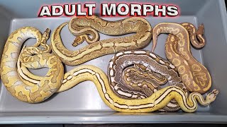 Ball Pythons: Adult Morphs!!!