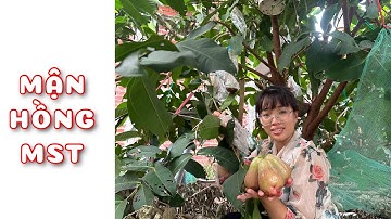 Cây Mận Hồng MST 1 năm tuổi | 0386569374 - Ngọc Ngân Bến Tre | Chuyên cây độc lạ