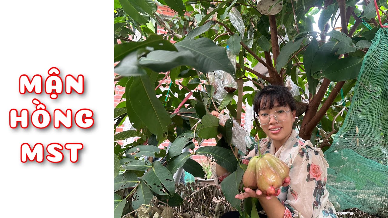 Cây Mận Hồng MST 1 năm tuổi | 0386569374 - Ngọc Ngân Bến Tre | Chuyên cây độc lạ