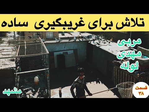تلاش برای غریب گیری ساده هنگام پرش تیپ کفترهای آلمانی توسط مهدی لوله مشهد چالش آماده سازی۵۰کفترچاشنی