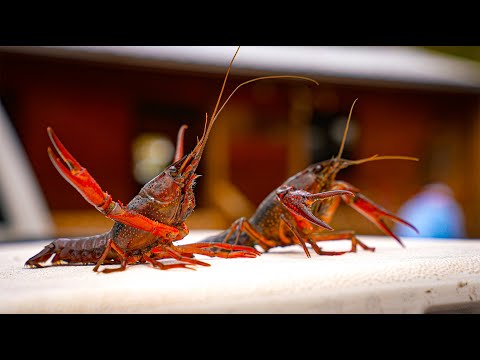 Louisiana Crawfish Boil
