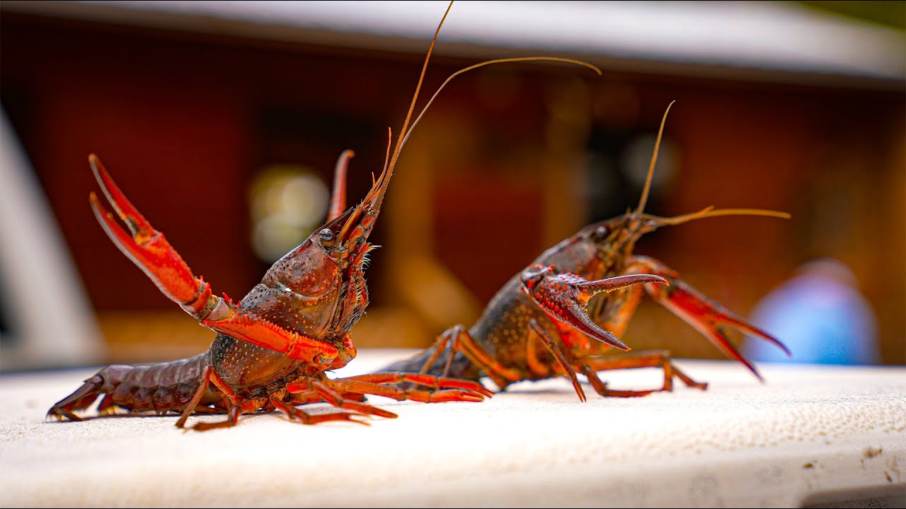 Louisiana  Crawfish Boil {Catch Clean Cook} Pan Fried MudBug Fritters