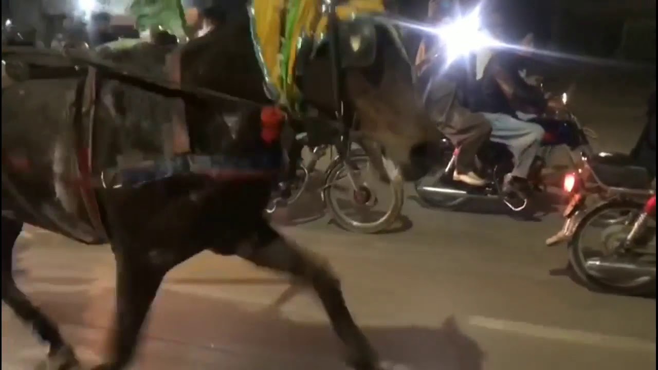 PESHAWAR HORSE RACE 2021 PAKISTANI TONGA RACERS OFFICIAL