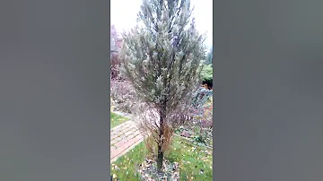 Щитовка на можжевельнике. Меры борьбы.