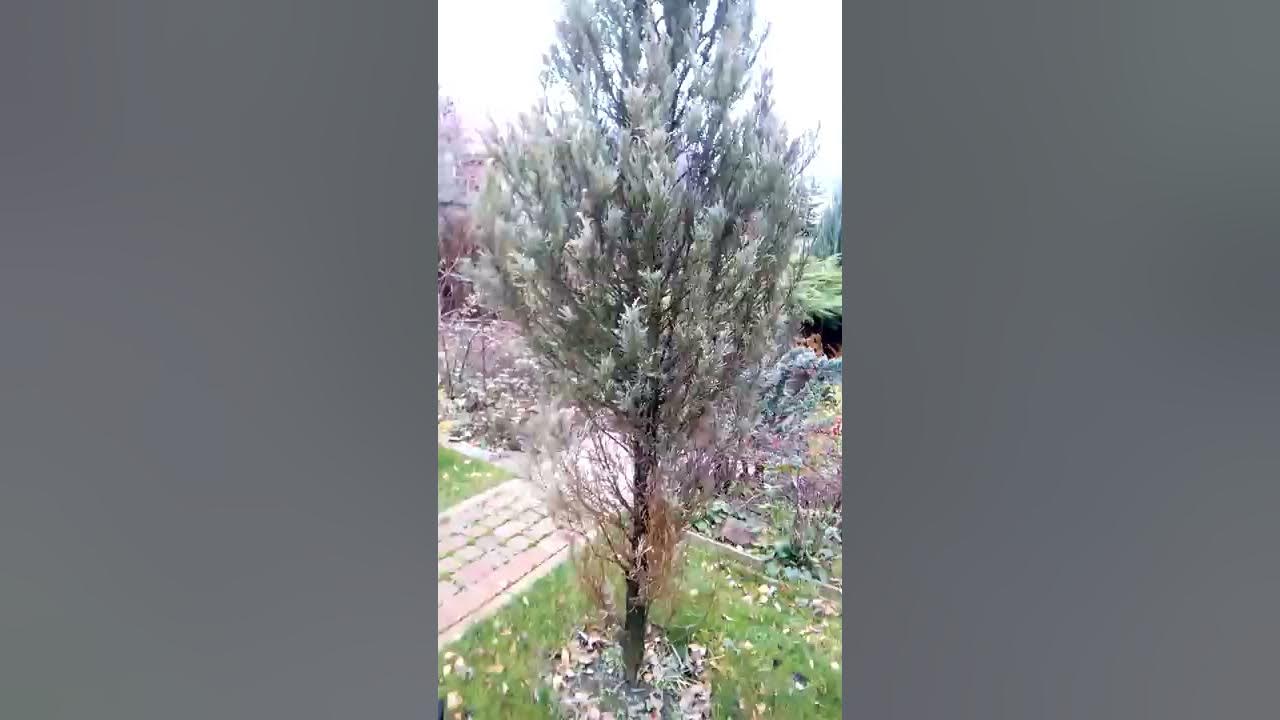 Сохнет можжевельник как спасти. Сохнет можжевельник как спасти