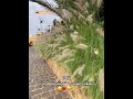 I hit the jackpot today ChinesePeopleAreUnstoppable explore Batroun duet mp3