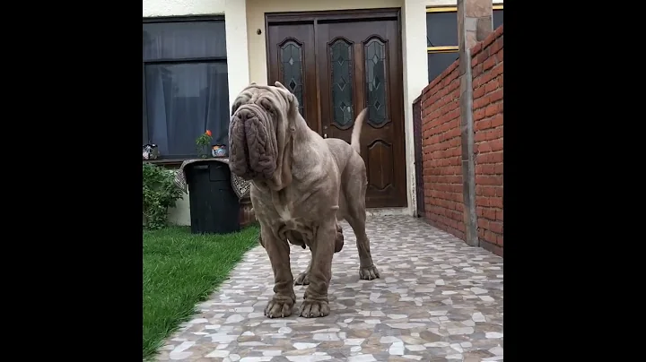 Neapolitan mastiff Marilyn