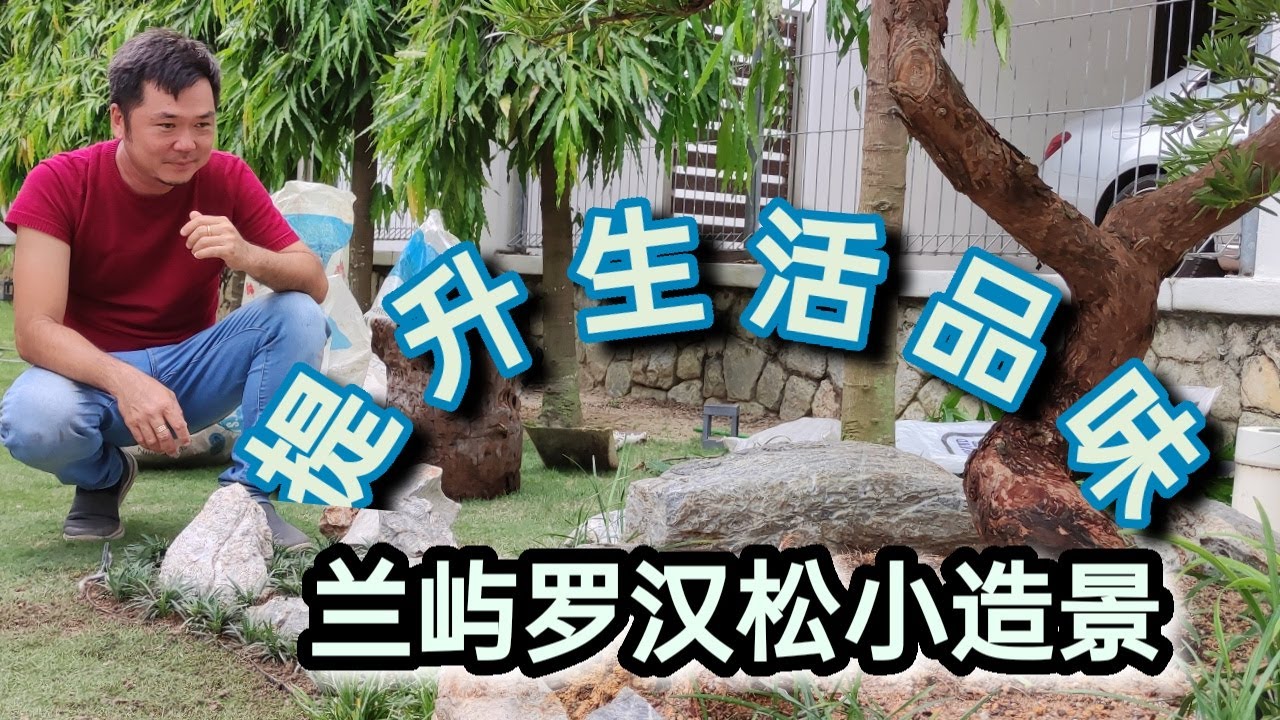 打造羅漢松小造景|提升生活品味