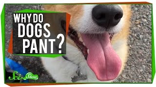 Why Do Dogs Pant?