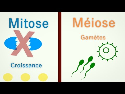 Vidéo: Quand la mitose se produit chez l'homme ?