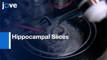 Electrophysiological Recordings to prepare Hippocampal Slices | Protocol Preview