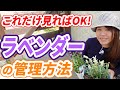 【これで失敗しない!】大人気のラベンダー!綺麗に長く楽しむコツをプロが徹底解説!【初心者向け】【ガーデニング】【園芸チャンネル】