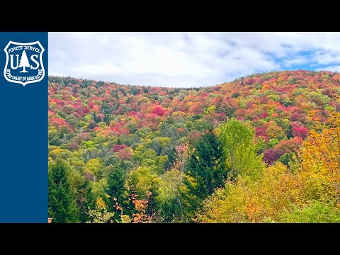 Video: Boomverwerking in de herfst. Bomen sproeien in de herfst
