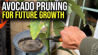 Avocado Tree Pruning | Lost Nature Film