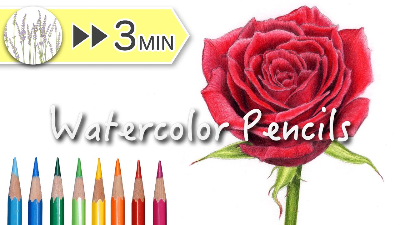 Realistic Rose in Watercolor Pencils - YouTube