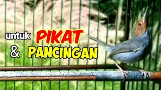 Download Lagu Prenjak Kepala Merah Langsung Ngamuk Kalo Dengar Suara PRENJAK GACOR INI  !!