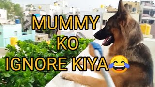 MUMMY KO IGNORE KIYA || GERMAN SHEPHERD DOG ‍#naughtybuzu#gsdplaying #doglover #pets