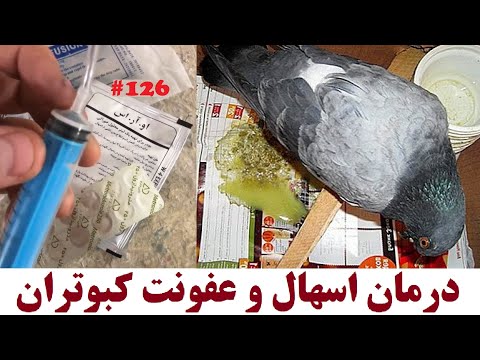 تصویری: نحوه درمان اسهال در طوطی