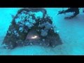 Pensacola Lionfish Being Eaten by Snapper and Triggerfish on Pyramids 10-19-2013