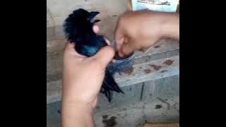 Download lagu Suara anakan burung srigunting lagi dikasih makan . Sangat cocok buat mikat burung srigunting