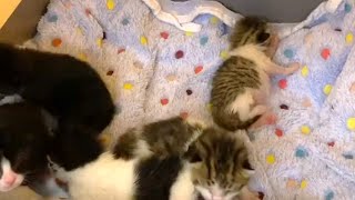 5 newborn kittens were all covered in ice