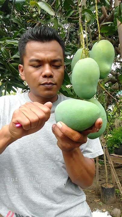 Panen mangga harum manis masak di pohon #manggaharummanis