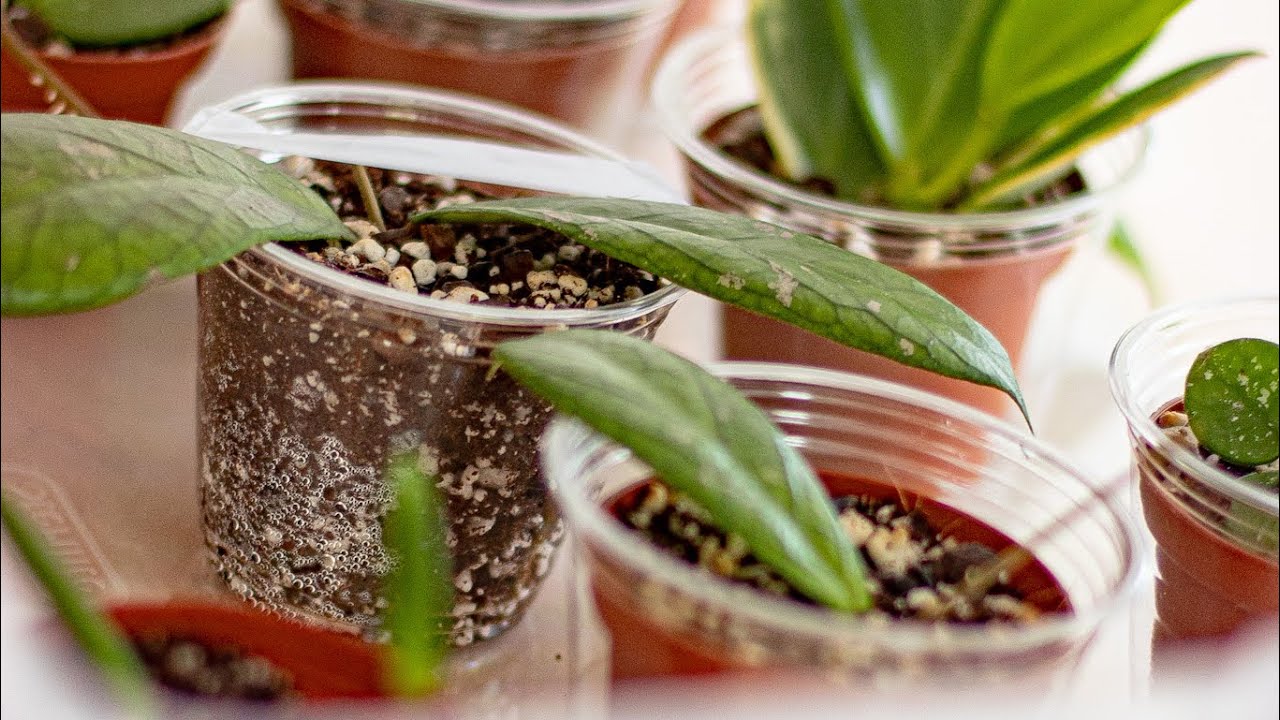 Propagation Bin for Hoya Plants. 🌱 YouTube