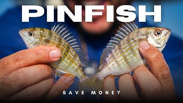 How to Catch Pinfish Fast Without a Trap or Net!
