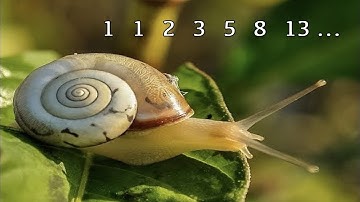 The Fibonacci numbers and their significance in nature | Special numbers in nature (1)