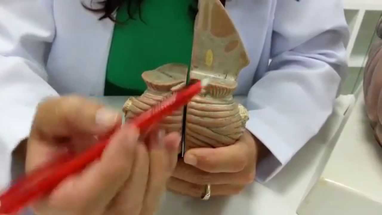 Tronco encefálico - parte 4: Mesencéfalo ana maria carvalho university of arizona