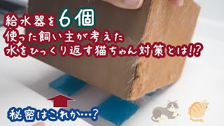 給水器を６個試した飼い主がたどり着いた！猫の水入れ転倒防止策とは？！（ノルウェージャンフォレストキャット）