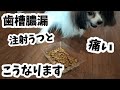 歯槽膿漏の犬が痛み止め注射を打つとこうなりますA dog with periodontal disease received a painkiller injection.