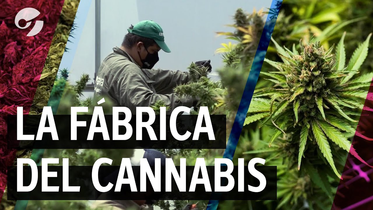 Cómo se produce el aceite de CANNABIS en el PRIMER LABORATORIO del país