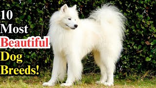 Top 10 Magnificent Dog Breeds | Discover the Most Beautiful Canines!