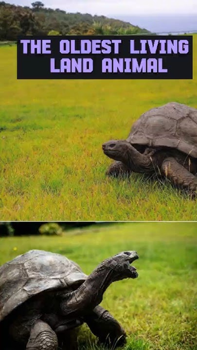 Jonathon The Oldest Living Land Animal YouTube jonathon-the-oldest-living-land-animal-youtube