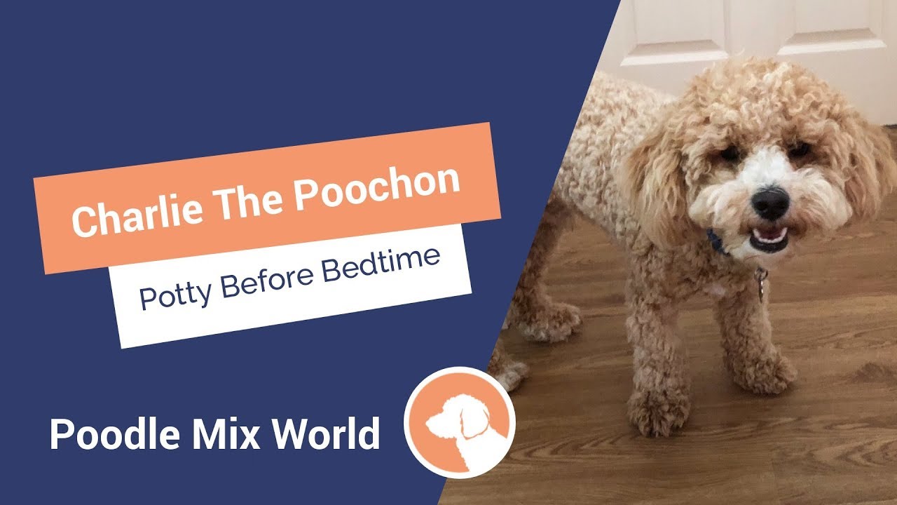 how to potty train a toy poodle