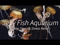 【睡眠導入剤】Deep Sleep & Stress Relief ~Jelly Fish Aquarium~【本人は一切出てきません笑】