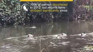 Salmon have not returned to Still Creek in 3 years