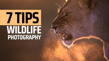 7 Simple Tips for Better Wildlife Photography