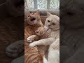幸せなねこたち#いやしねこ #catlover #ねこ家族#cutest cat family